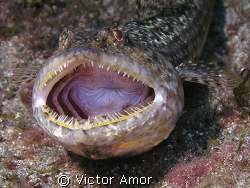 Say cheese by Victor Amor 